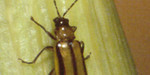 p338.jpg