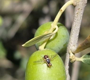 Mosca_Olivo.jpg