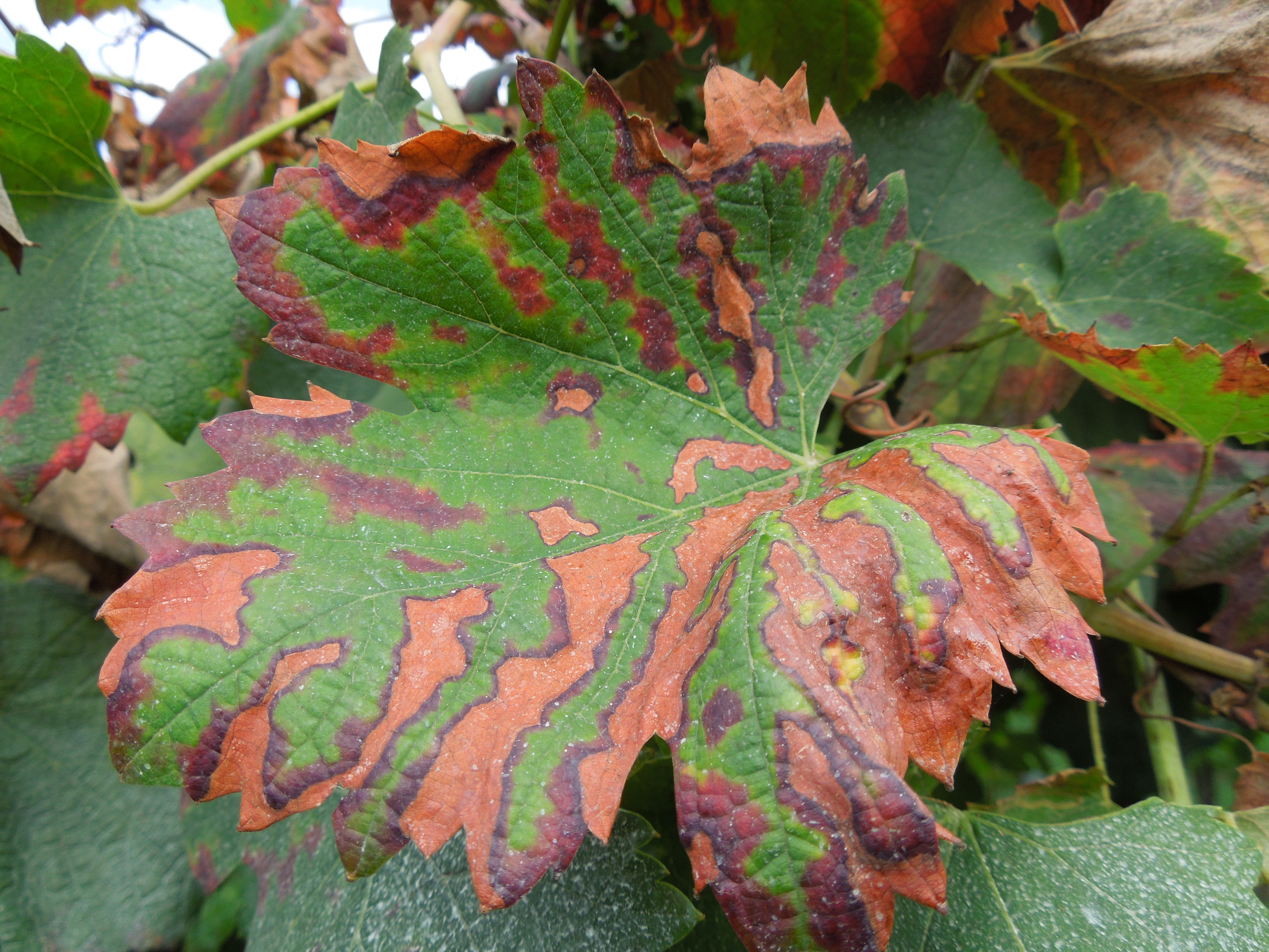 DSCN3047.JPG