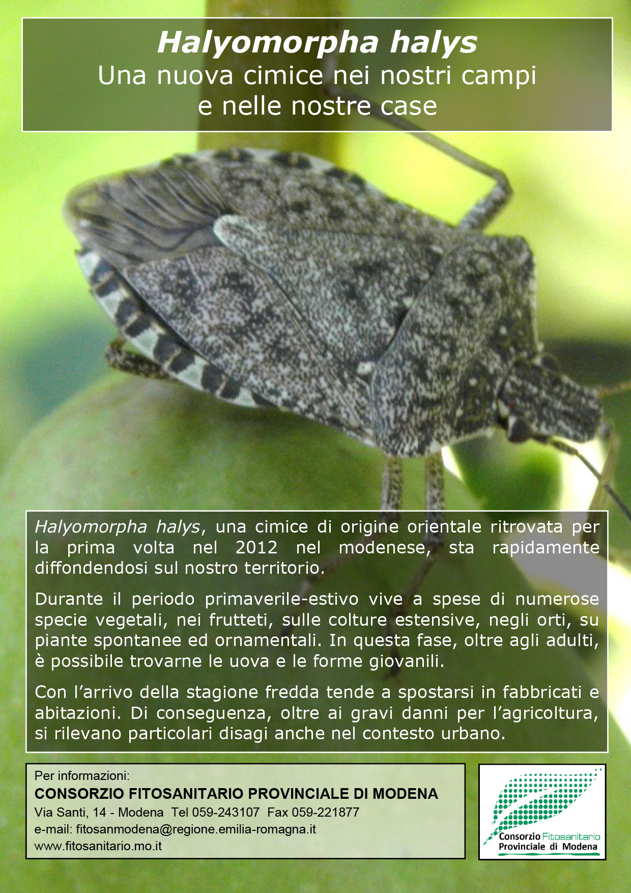 Halyomorpha.jpg