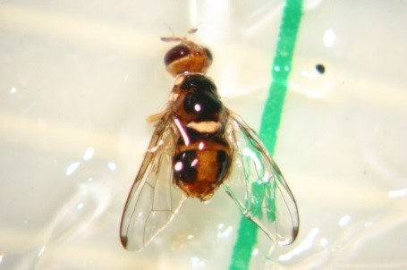 Mosca_ulivo.jpg