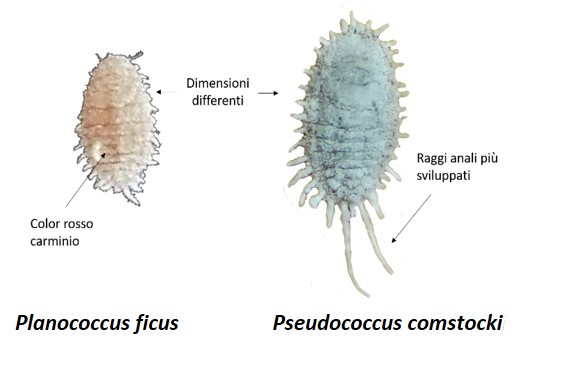 Cocciniglia2.jpg