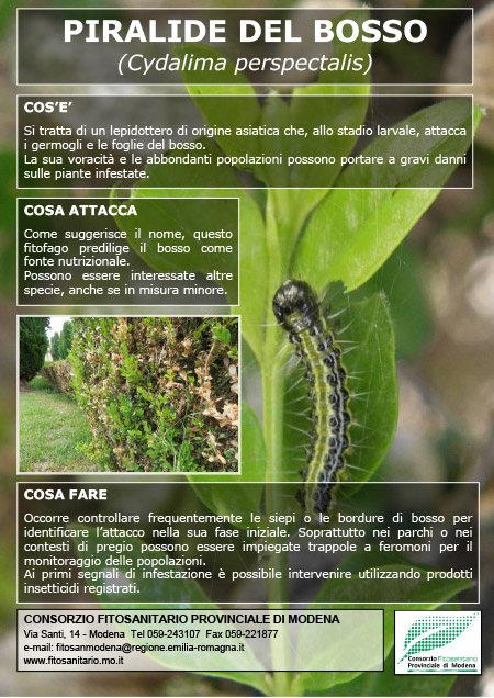 Piralide_del_bosso.jpg