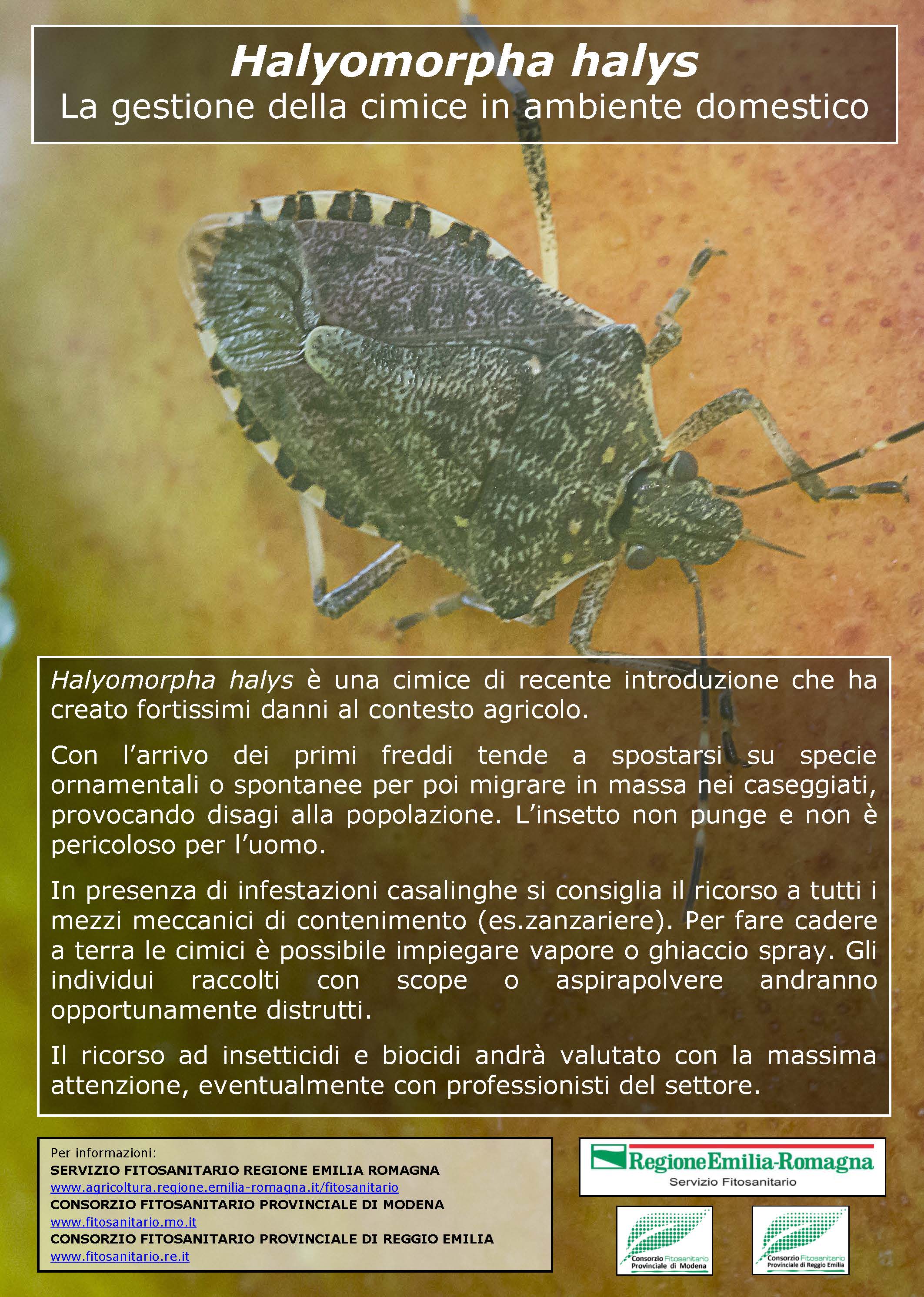 Halyomorpha_2015.jpg