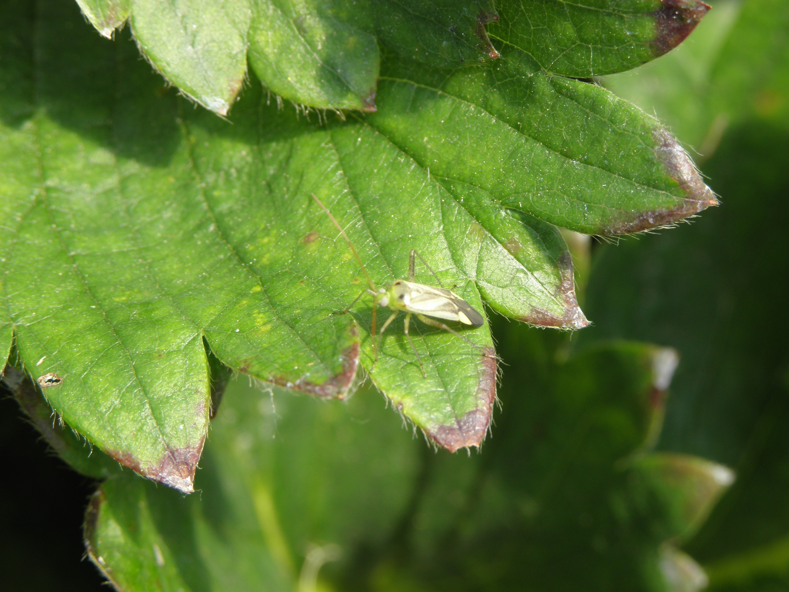 Calocoris.JPG