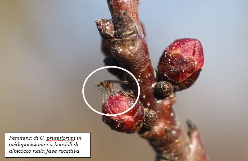 News_Contarinia_gennaio.png