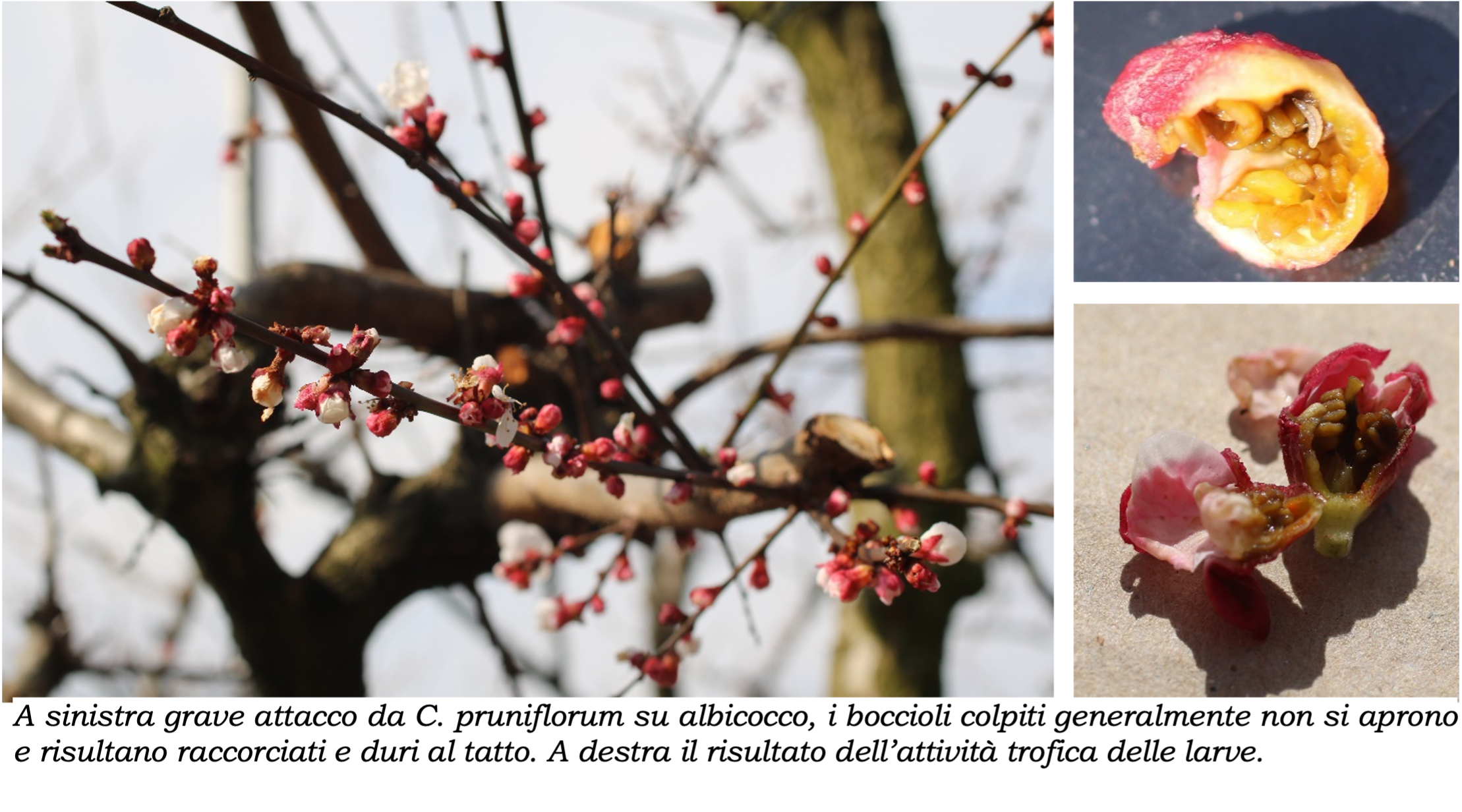Contarinia_pruniflorum_03.png