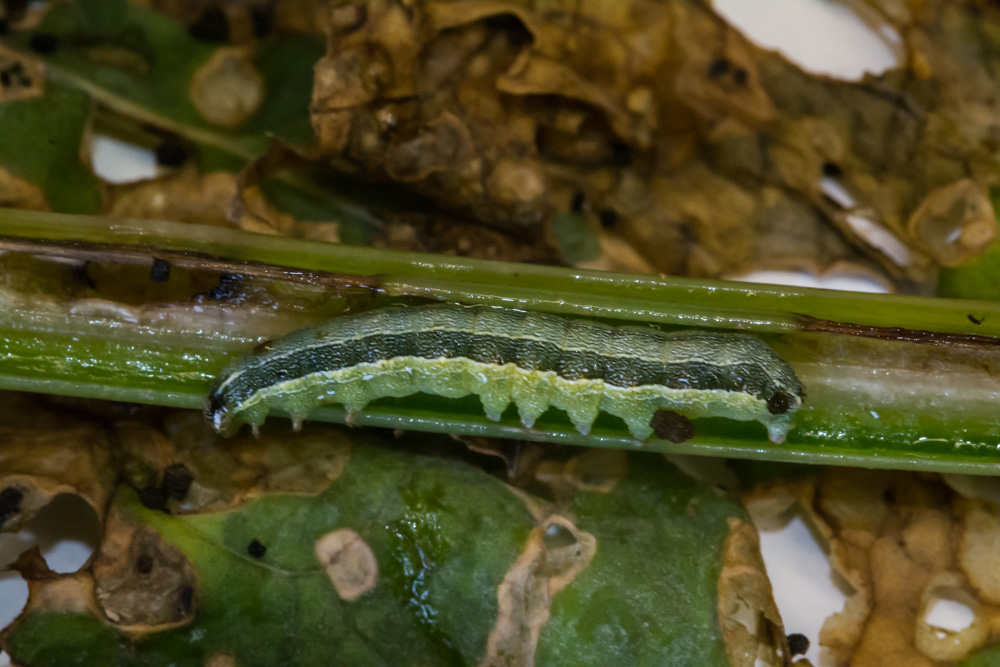 spodoptera_exigua__DSC5953.jpg