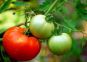 Deroga territoriale per l'uso del Benalaxil per la difesa del pomodoro dalla peronospora