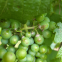 VIGNETI MODENESI: alcune criticità