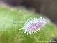 Le cocciniglie farinose