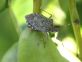 Halyomorpha halys si sposta in campagna