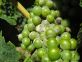 Bollettino antiperonosporico e antioidico
