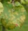 Peronospora della vite 2016 - comunicato del 25 giugno