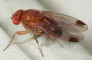 D.suzukii: volo costante,  presenza di ovodeposizioni e danni in aumento sulle cultivar tardive di ciliegio