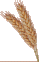 orzo