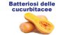 Convegno: Batteriosi delle cucurbitacee