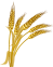 grano tenero e grano duro