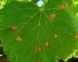 VITE: ATTENZIONE AGLI ATTACCHI BLACK ROT VITE: ATTENZIONE AGLI ATTACCHI BLACK ROT