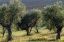 Convegno olivo - 16 marzo 2018