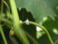 ULTIMI CONTROLLI COCCINIGLIA