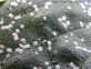 Spirotetramat cocciniglia kaki