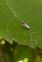 CEMIOSTOMA, EQUILIBRI IN BILICO
