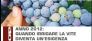 Anno 2012: quando irrigare la vite diventa una esigenza