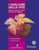 Flavescenza_della_vite.jpg