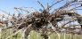 BLACK ROT - PREVENZIONE E CONTROLLO ATTRAVERSO LA POTATURA