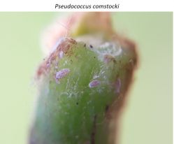 Neanidi_P._comstocki_per_ultimora.jpg