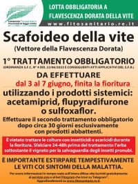 Boll_scafoideo_1_trattamento_2026.jpg