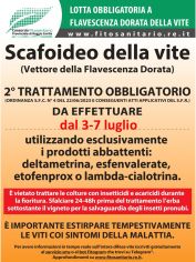 Boll_scafoideo_2_trattamento_2026.jpg
