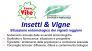 Anno 2018- Focus vite- Insetti & vigne