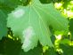 Peronospora vite 2019 Comunicato del 12 maggio