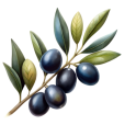 Olivo.png