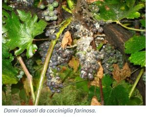 Cocciniglia1.jpg