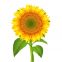 Girasole