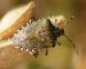 COMPLETATO IL PROGRAMMA DI LOTTA BIOLOGICA ALLE SPECIE ALIENE HALYOMORPHA HALYS E DROSOFILA SUZUKII PREVISTO PER IL 2022