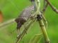 Halyomorpha halys: popolazioni in aumento