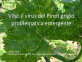 Virus del pinot grigio