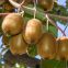 Botrite actinidia