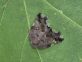 RICANIA SPECULUM