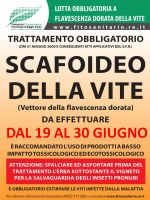 scafoideo.jpg