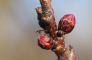 Cecidomia fiorale delle prunoidee: avviati i voli di Contarinia pruniflorum