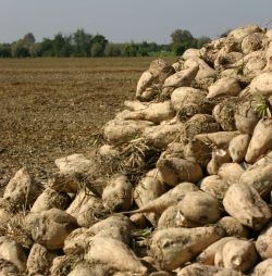 Bietola_5_-_Copia.jpg