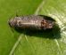 Visita guidata difesa contro Carpocapsa del pero in agricoltura biologica